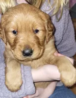 Orange, a female Golden Retriever for sale in Augusta, ME – Photo 1 of 10