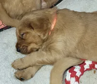 Orange, a female Golden Retriever for sale in Augusta, ME – Photo 2 of 10