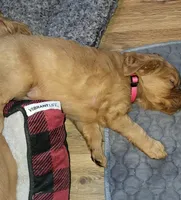 Pink, a female Golden Retriever for sale in Augusta, ME – Photo 5 of 10