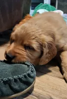 Pink, a female Golden Retriever for sale in Augusta, ME – Photo 2 of 10