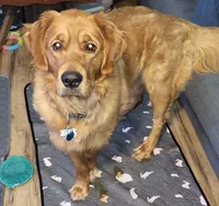 Pink, a female Golden Retriever for sale in Augusta, ME – Photo 7 of 10