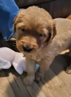 Pink, a female Golden Retriever for sale in Augusta, ME – Photo 3 of 10