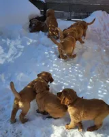 Blue, a female Golden Retriever for sale in Augusta, ME – Photo 9 of 10