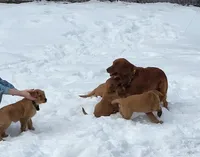 Blue, a female Golden Retriever for sale in Augusta, ME – Photo 8 of 10
