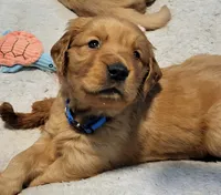 Blue, a female Golden Retriever for sale in Augusta, ME – Photo 1 of 10