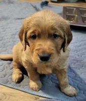 White, a female Golden Retriever for sale in Augusta, ME – Photo 1 of 10