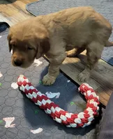 White, a female Golden Retriever for sale in Augusta, ME – Photo 4 of 10