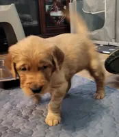 White, a female Golden Retriever for sale in Augusta, ME – Photo 2 of 10