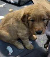 White, a female Golden Retriever for sale in Augusta, ME – Photo 5 of 10