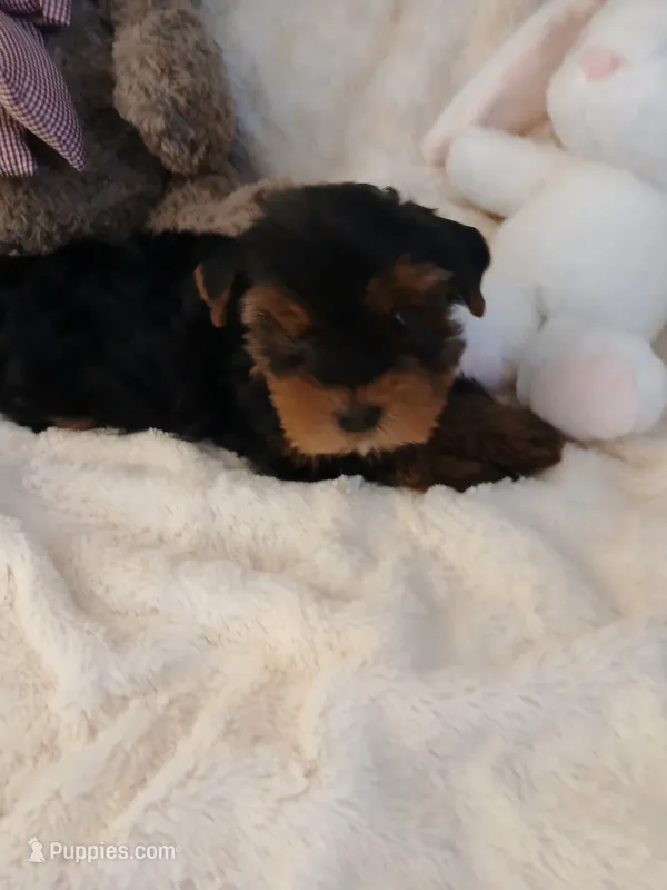 Sadie – Yorkshire Terrier puppy for sale in Macclesfield, NC