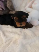 Sadie, a female Yorkshire Terrier for sale in Macclesfield, NC – 1 of 1