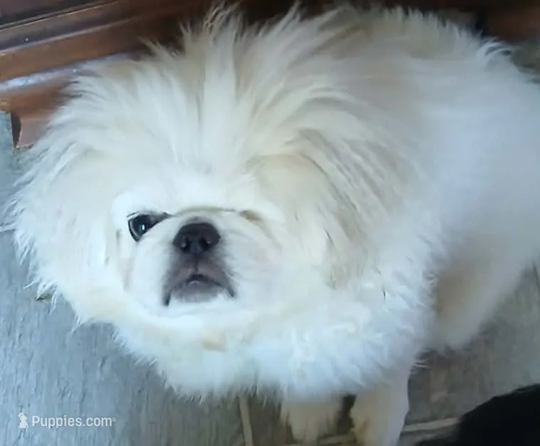Frosty – Pekingese puppy for sale in Macclesfield, NC