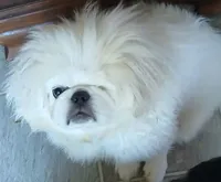 Frosty, a male Pekingese for sale in Macclesfield, NC – 1 of 1