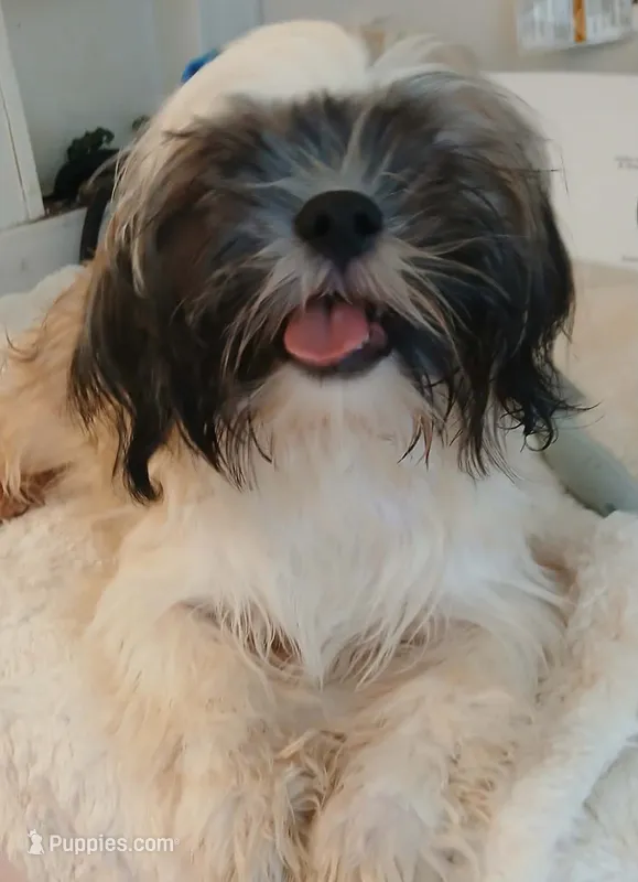 Muffin – Shih Tzu puppy for sale in Macclesfield, NC