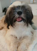 Muffin, a female Shih Tzu for sale in Macclesfield, NC – 1 of 2