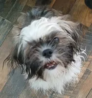 Muffin, a female Shih Tzu for sale in Macclesfield, NC – 2 of 2
