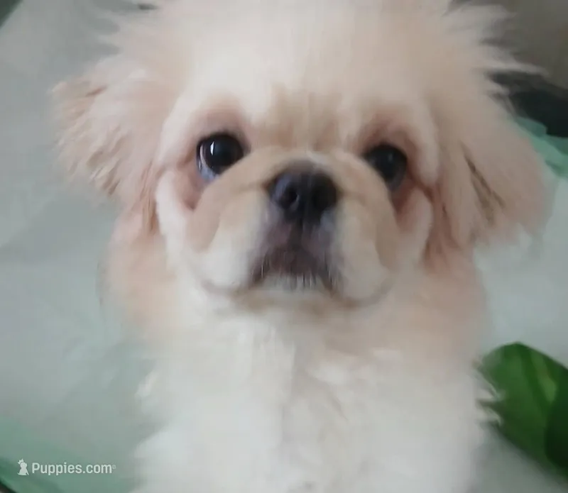 Buffy – Pekingese puppy for sale in Macclesfield, NC