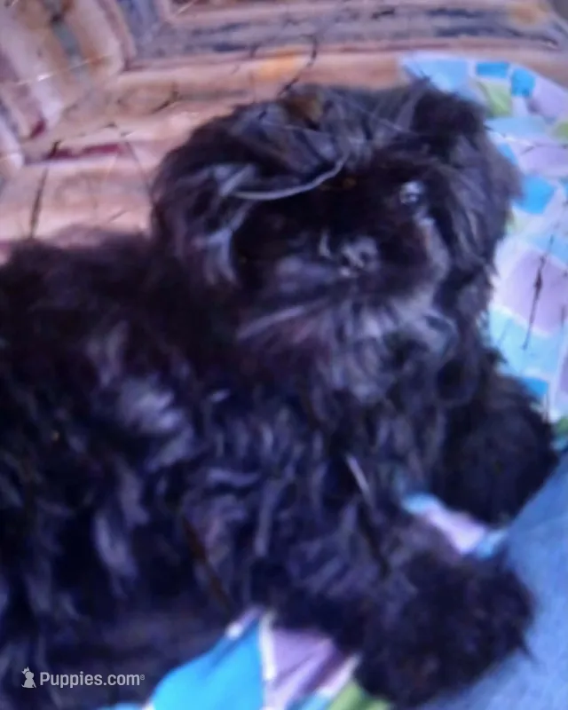Clair – Shih Tzu puppy for sale in Macclesfield, NC