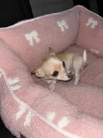 Sandy, a female Chihuahua for sale in Chicago, IL – Photo 1 of 3