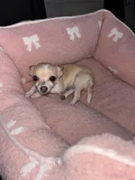 Sandy, a female Chihuahua for sale in Chicago, IL – Photo 2 of 3