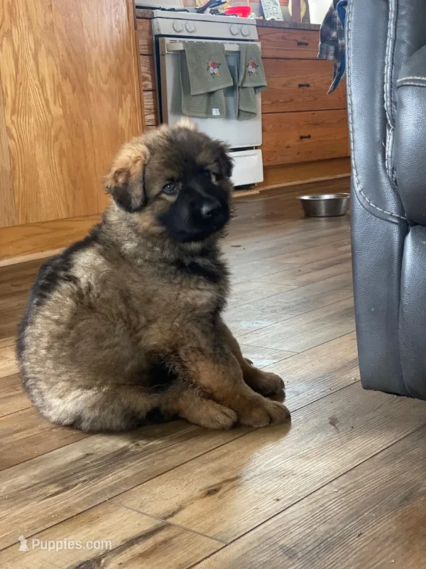 WYATT – German Shepherd Dog puppy for sale in Britton, MI