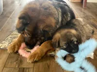 WYATT, a male German Shepherd Dog for sale in Britton, MI – Photo 2 of 2