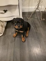ZUES, a male Rottweiler for sale in Galloway Township, NJ – 8 of 10