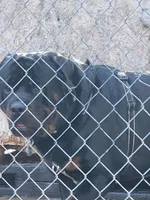 TITAN., a male Rottweiler for sale in Galloway Township, NJ – 10 of 10