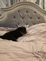MANSON, a male Rottweiler for sale in Galloway Township, NJ – 9 of 10