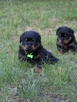 AKC GERMAN ROTTWEILERS NAMED TITAN., a male Rottweiler for sale in Galloway Township, NJ – 4 of 8