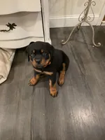 ZUES, a male Rottweiler for sale in Galloway Township, NJ – 2 of 10