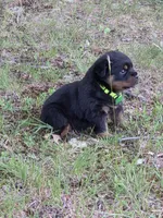 AKC GERMAN ROTTWEILERS NAMED TITAN., a male Rottweiler for sale in Galloway Township, NJ – 2 of 8