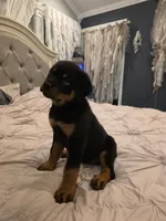 ATHENA, a female Rottweiler for sale in Galloway Township, NJ – 2 of 6