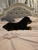 MANSON, a male Rottweiler for sale in Galloway Township, NJ – 5 of 10