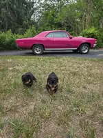 AKC GERMAN ROTTWEILERS NAMED TITAN., a male Rottweiler for sale in Galloway Township, NJ – 6 of 8