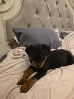 DRITA, a female Rottweiler for sale in Galloway Township, NJ – 5 of 9