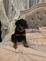 BUNDY, a male Rottweiler for sale in Galloway Township, NJ – 2 of 10