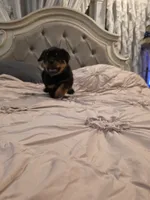 MANSON, a male Rottweiler for sale in Galloway Township, NJ – 6 of 10