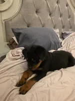 DRITA, a female Rottweiler for sale in Galloway Township, NJ – 7 of 9