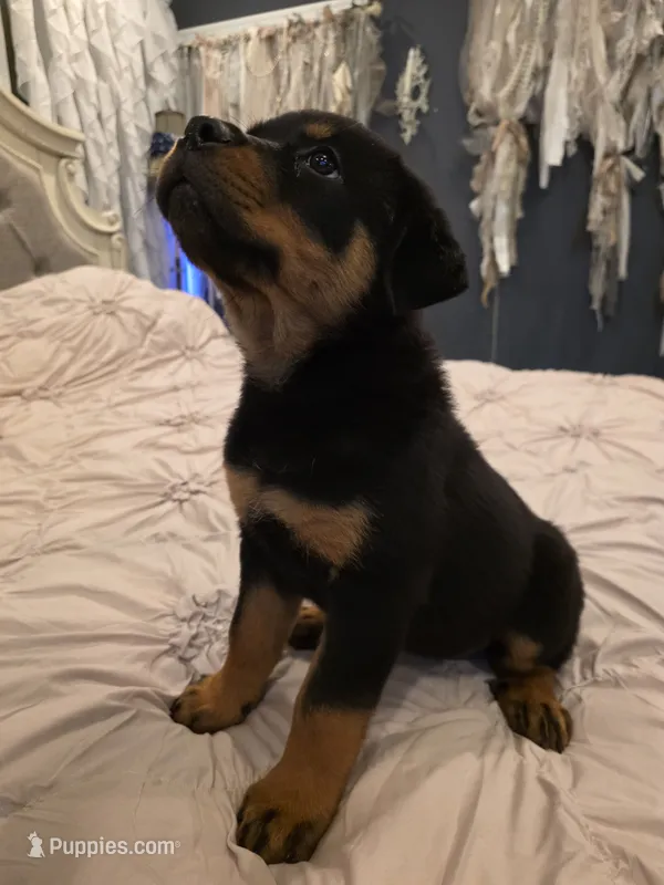 DRITA – Rottweiler puppy for sale in Galloway Township, NJ