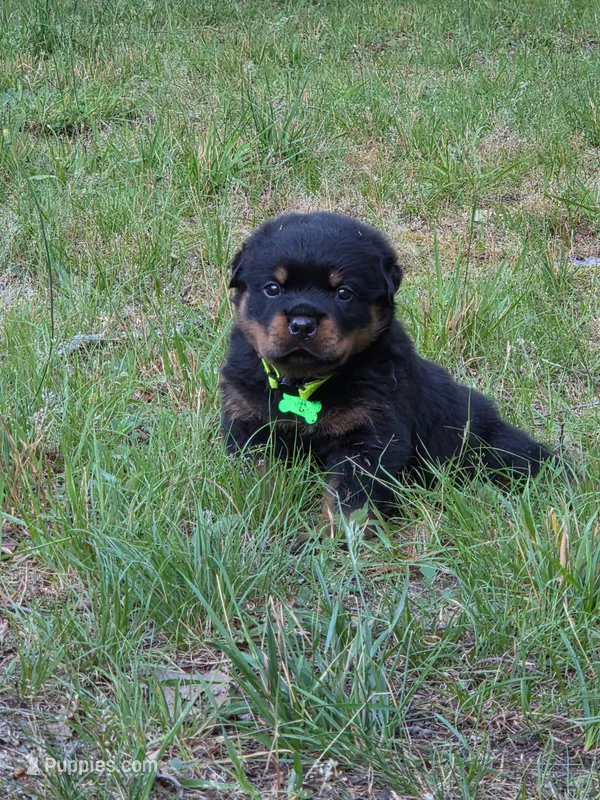 AKC GERMAN ROTTWEILERS NAMED TITAN. – Rottweiler puppy for sale in Galloway Township, NJ