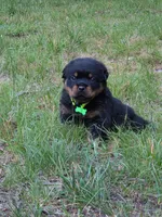 AKC GERMAN ROTTWEILERS NAMED TITAN., a male Rottweiler for sale in Galloway Township, NJ – 1 of 8