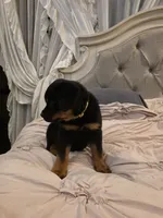 BUNDY, a male Rottweiler for sale in Galloway Township, NJ – 5 of 10