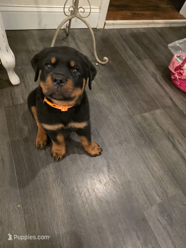 ZUES – Rottweiler puppy for sale in Galloway Township, NJ