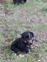 AKC GERMAN ROTTWEILERS NAMED TITAN., a male Rottweiler for sale in Galloway Township, NJ – 3 of 8