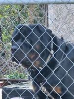 ZUES, a male Rottweiler for sale in Galloway Township, NJ – 9 of 10