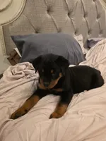 DRITA, a female Rottweiler for sale in Galloway Township, NJ – 6 of 9