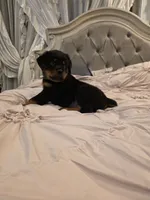 MANSON, a male Rottweiler for sale in Galloway Township, NJ – 2 of 10