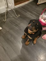 ZUES, a male Rottweiler for sale in Galloway Township, NJ – 5 of 10