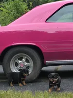 AKC GERMAN ROTTWEILERS NAMED TITAN., a male Rottweiler for sale in Galloway Township, NJ – 7 of 8